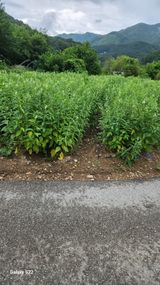 팜모닝 참깨·자유게시판 게시글 이미지