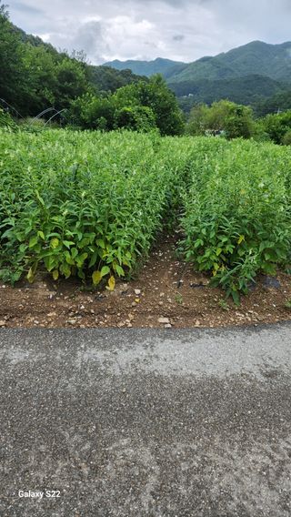 박용각님의 참깨 · 자유게시판 작성글 사진