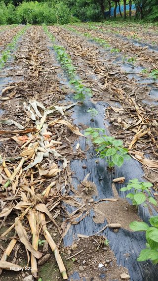박용각님의 참깨 · 자유게시판 작성글 사진