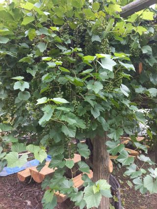 느랫골농장 가족님의 자유주제 · 자유게시판 작성글 사진