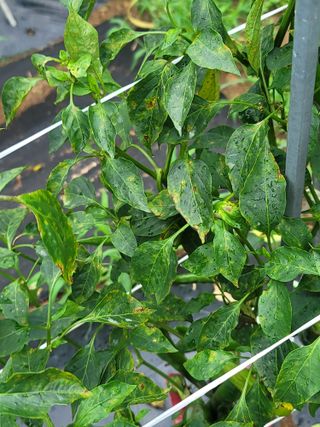 둥근마지기님의 고추 · 병해충상담 작성글 사진