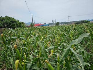 내츄럴팜 채명심님의 옥수수 · 영농일지 작성글 사진