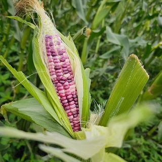 내츄럴팜 채명심님의 옥수수 · 영농일지 작성글 사진