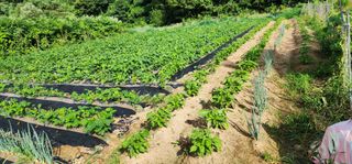 이종원님의 들깨 · 영농일지 작성글 사진