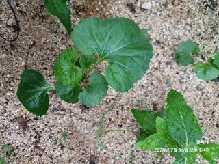 텃밭님의 농사, 무엇이든 물어보세요! · 참여글 작성글 사진