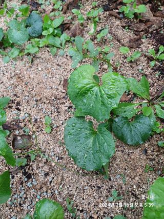 텃밭님의 농사, 무엇이든 물어보세요! · 참여글 작성글 사진