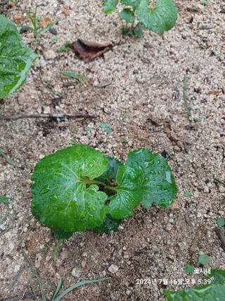 텃밭님의 농사, 무엇이든 물어보세요! · 참여글 작성글 사진