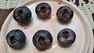 늘보농장님의 농사, 무엇이든 물어보세요! · 참여글 작성글 사진