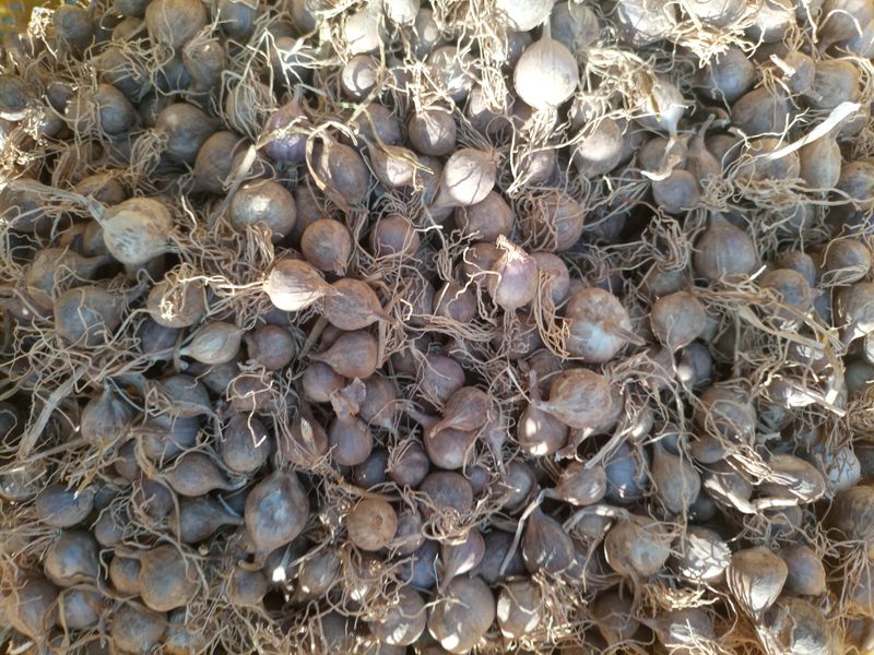 장터 상품 [홍산마늘(무바이러스) 종구] 썸네일