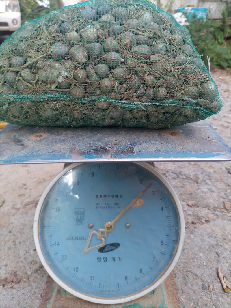 산들농장님의 장터 판매 상품 [홍산마늘(무바이러스) 종구] 첨부 사진