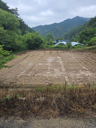 홍천 손춘목 님의 들깨 · 영농일지 작성글 사진