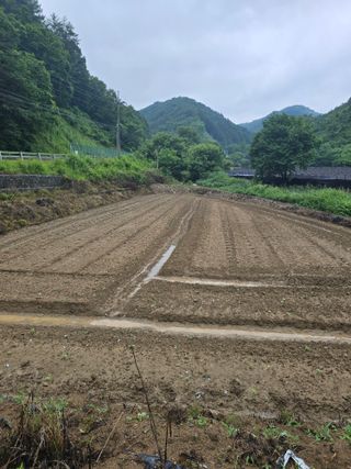 홍천 손춘목 님의 들깨 · 영농일지 작성글 사진