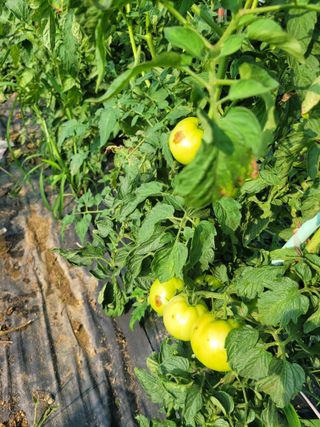 원탑님의 토마토 · 저장•가공 작성글 사진