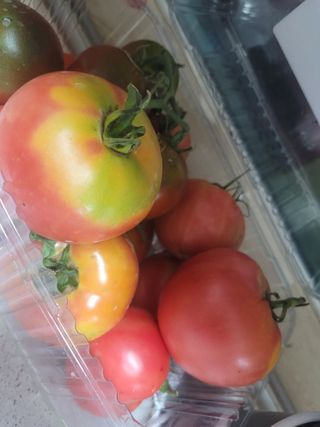 원탑님의 토마토 · 저장•가공 작성글 사진