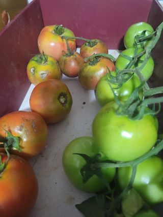 원탑님의 토마토 · 저장•가공 작성글 사진