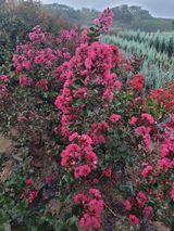 팜모닝 기타작물·영농일지 게시글 이미지