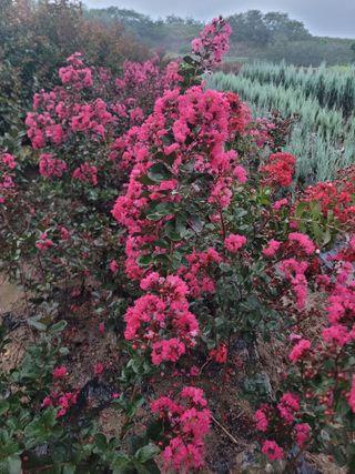 상근농원김덕주님의 기타작물 · 영농일지 작성글 사진