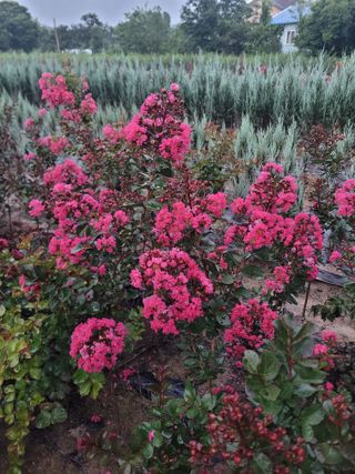 상근농원김덕주님의 기타작물 · 영농일지 작성글 사진