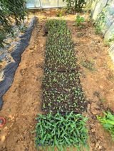 팜모닝 옥수수·영농일지 게시글 이미지