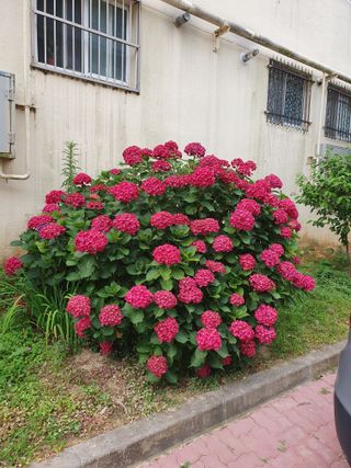 초이스등대님의 기타작물 · 영농일지 작성글 사진