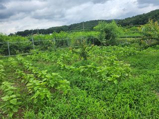 참가죽님의 들깨 · 영농일지 작성글 사진
