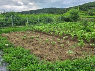 참가죽님의 들깨 · 영농일지 작성글 사진