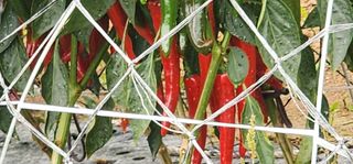 고추농사 정 미라님의 자유주제 · 자유게시판 작성글 사진