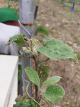 팜모닝 사과·병해충상담 게시글 이미지