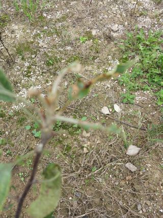 동남한우촌님의 사과 · 병해충상담 작성글 사진