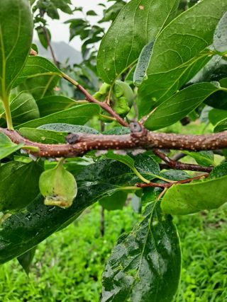농촌사랑님의 감 · 자유게시판 작성글 사진