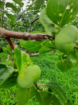 농촌사랑님의 감 · 자유게시판 작성글 사진