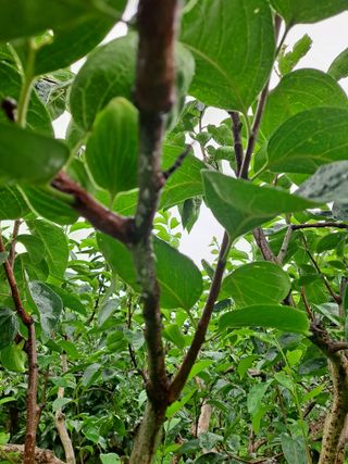 농촌사랑님의 감 · 자유게시판 작성글 사진