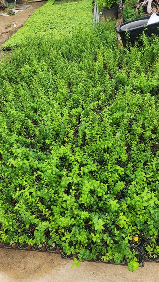 이후성님의 기타작물 · 영농일지 작성글 사진