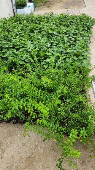 이후성님의 기타작물 · 영농일지 작성글 사진