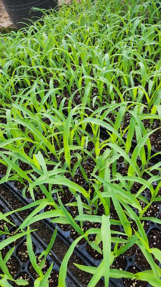 이후성님의 기타작물 · 영농일지 작성글 사진