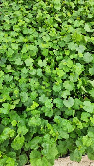 이후성님의 기타작물 · 영농일지 작성글 사진