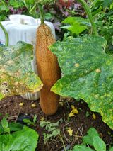 팜모닝 토마토·영농일지 게시글 이미지