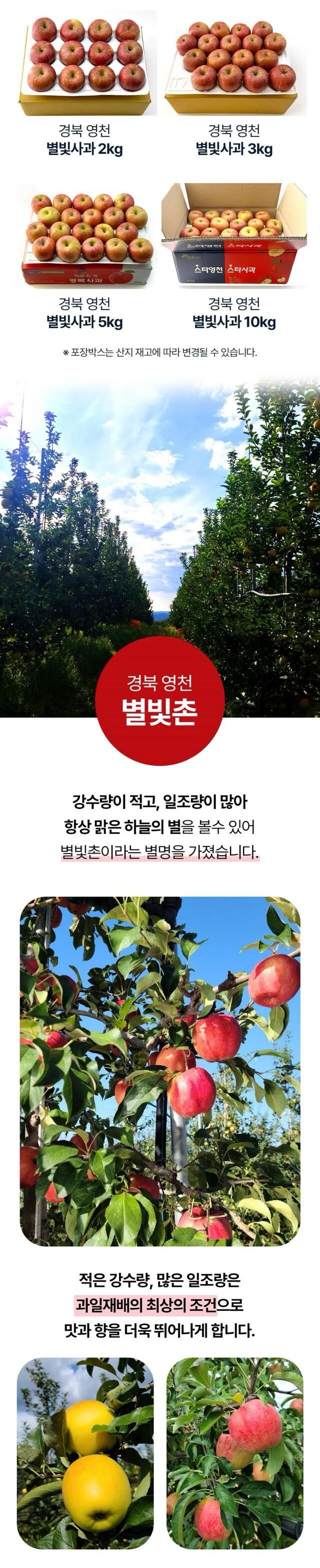 정유진님의 장터 판매 상품 [스타 영천 별빛 꼬마 사과 2kg 11-13입] 첨부 사진