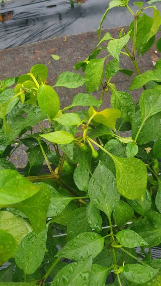 최해목님의 농사, 무엇이든 물어보세요! · 참여글 작성글 사진