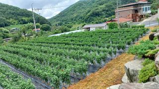 이순기님의 고추 · 영농일지 작성글 사진