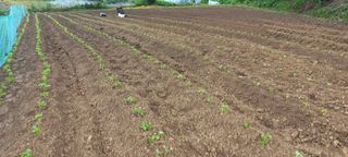 송암농부님의 자유주제 · 자유게시판 작성글 사진