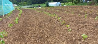 송암농부님의 자유주제 · 자유게시판 작성글 사진