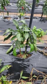 팜모닝 고추·병해충상담 게시글 이미지