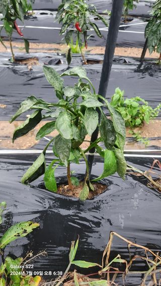 붉은바구 님의 고추 · 병해충상담 작성글 사진