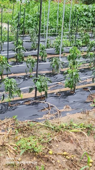 붉은바구 님의 고추 · 병해충상담 작성글 사진