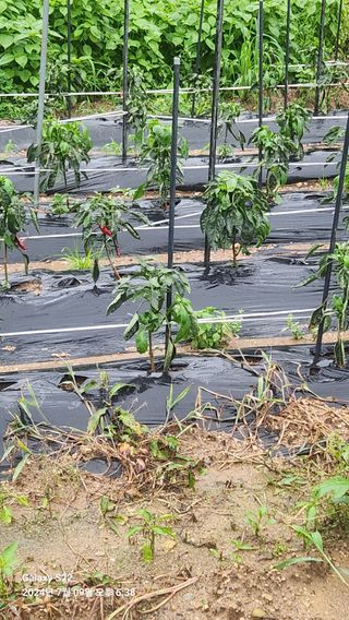 붉은바구 님의 고추 · 병해충상담 작성글 사진
