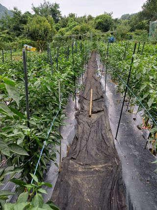 오두막지기님의 고추 · 영농일지 작성글 사진