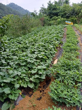 오두막지기님의 고추 · 영농일지 작성글 사진