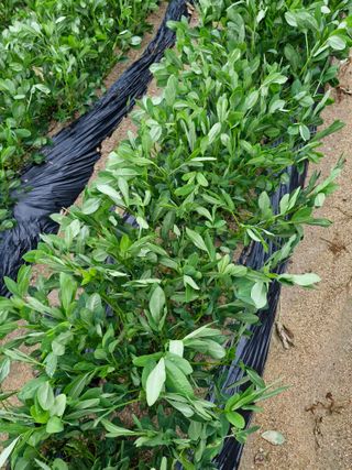 !정의규님의 기타작물 · 영농일지 작성글 사진