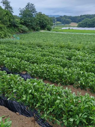!정의규님의 기타작물 · 영농일지 작성글 사진